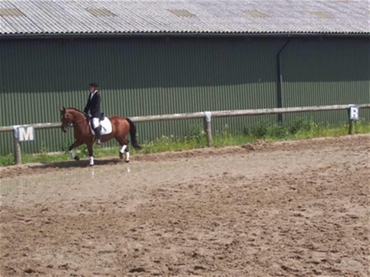 Anden særlig race Chanel [Himmelhest] - Til stævne . hvor vi vandt en 1 plads billede 7