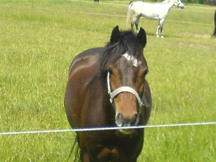 Welsh Pony (sec B) Skovbjergs Marcus(Solgt) billede 14