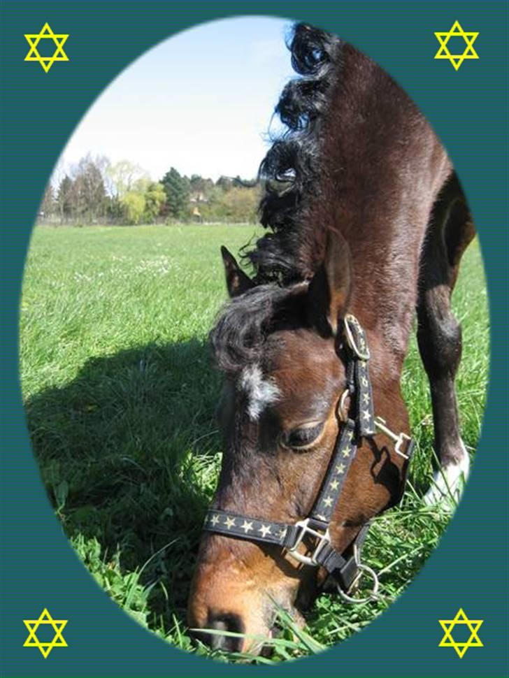 Welsh Pony (sec B) Skovbjergs Marcus(Solgt) billede 15