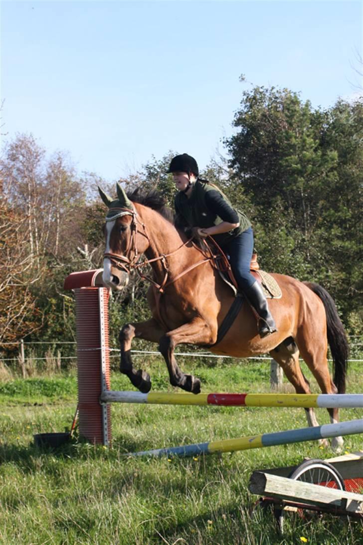 Dansk Varmblod Chievo - Hop lille hest :) billede 5