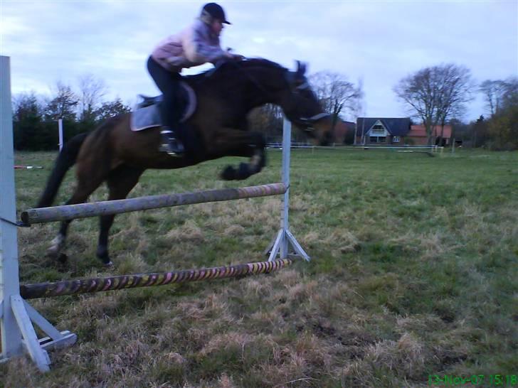 Dansk Varmblod Ysibal Yankee*DENGANG* - NYT* SPRIIIIING :D billede 7