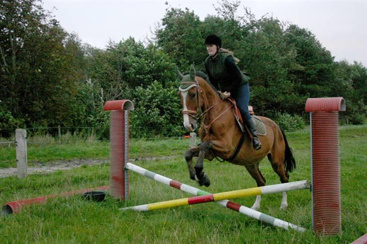 Dansk Varmblod Chievo - Et lille spring på banen billede 19