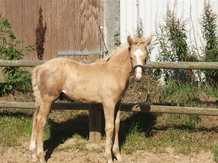Palomino Kvistgaards Calando Blue  billede 3