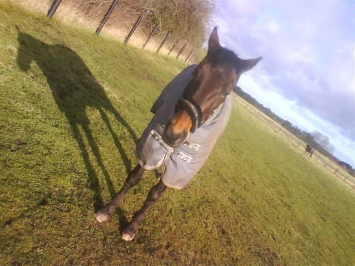 Dansk Varmblod Ysibal Yankee*DENGANG* - for ridning :p skønne <3 billede 16