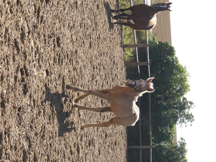 Palomino Kvistgaards Calando Blue  billede 4