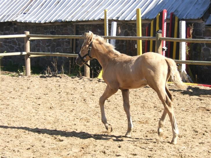 Palomino Kvistgaards Calando Blue  billede 5