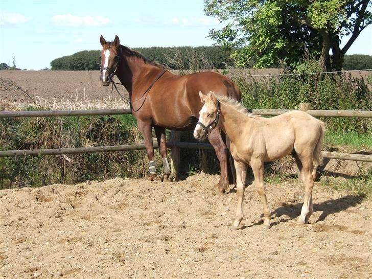 Palomino Kvistgaards Calando Blue  - Calando med sin mor-Sharifa, efter endt ridetur. billede 6
