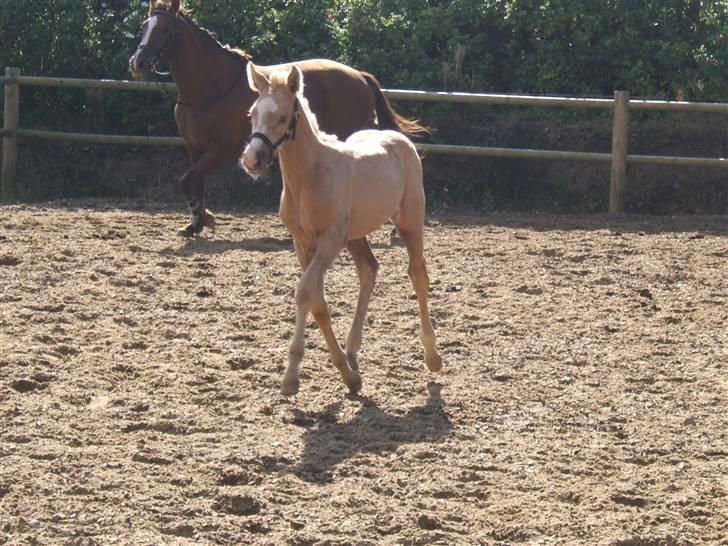 Palomino Kvistgaards Calando Blue  billede 8