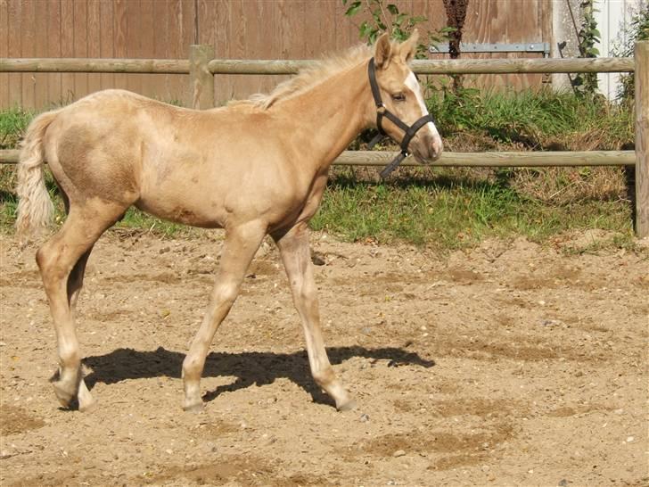 Palomino Kvistgaards Calando Blue  billede 9