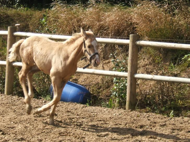 Palomino Kvistgaards Calando Blue  billede 10