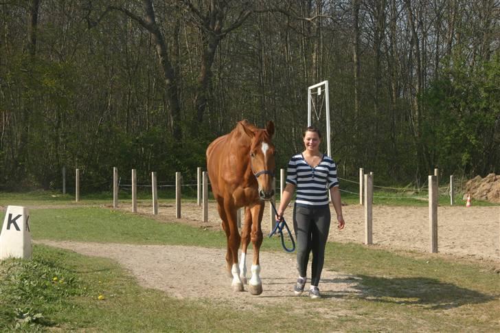 Dansk Varmblod Comtesse <3 billede 6