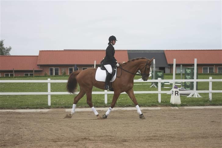 Dansk Varmblod Comtesse <3 billede 7