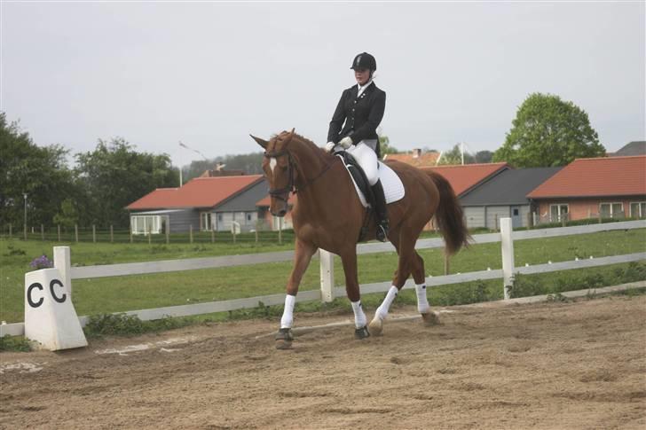 Dansk Varmblod Comtesse <3 billede 8