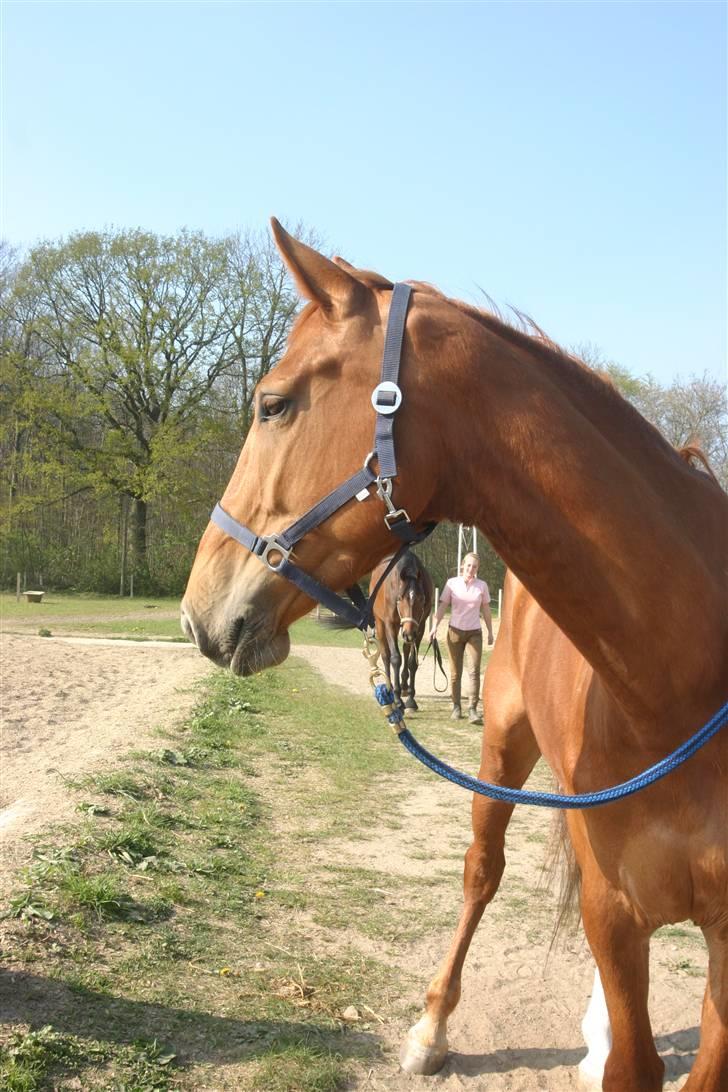 Dansk Varmblod Comtesse <3 billede 9