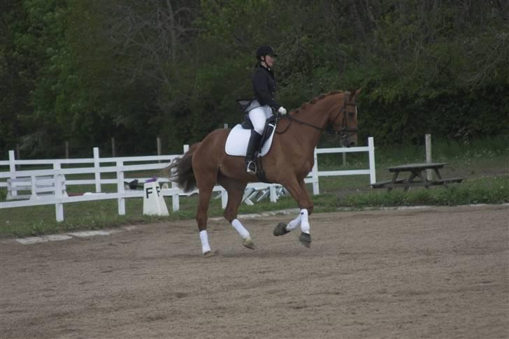 Dansk Varmblod Comtesse <3 billede 10