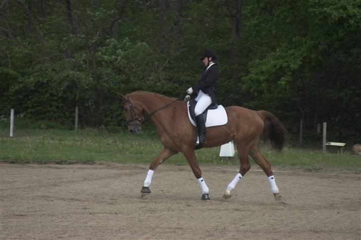 Dansk Varmblod Comtesse <3 billede 11