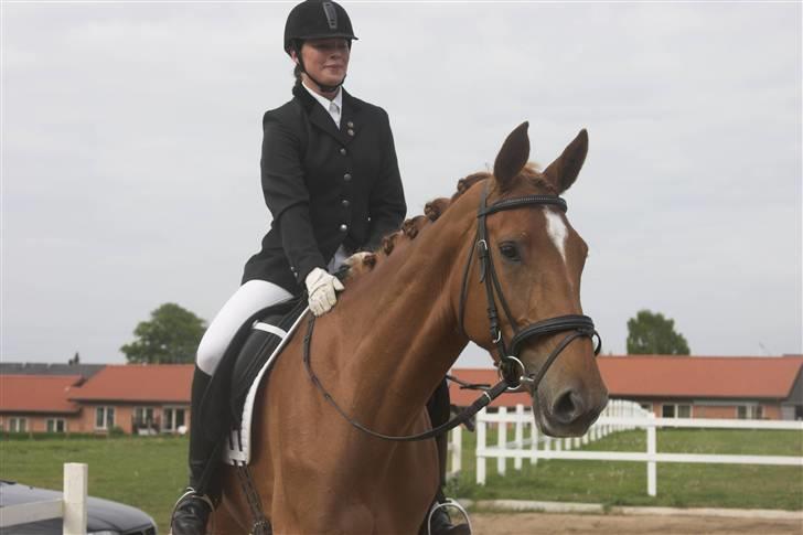 Dansk Varmblod Comtesse <3 billede 12