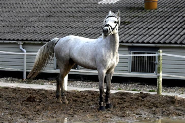 Connemara Carramaya/ grå - lidt araber? ;D billede 19