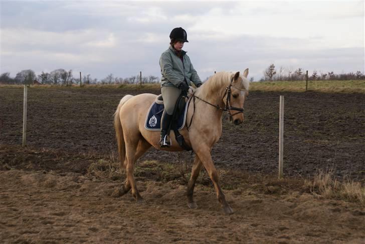 Palomino Klepholms Pegasos/Palle - marts 2009 billede 17