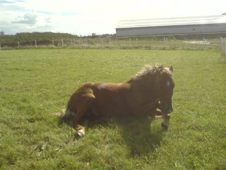 Welsh Pony (sec B) Bakkegaardens Aladdin SOLGT billede 13