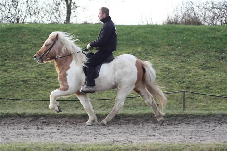 Islænder Hetta fra Kongehøj - Tölt d. 28-11-09. Første gang nogensinde på ovalbane. Efter 2 måneders træning billede 2