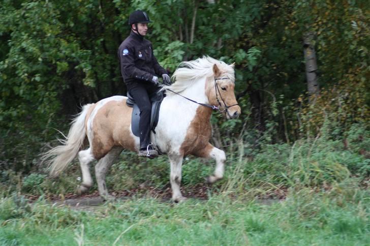 Islænder Hetta fra Kongehøj - Trav 24/9-09. Rytter: Magnus - Efter 2 ugers træning billede 3