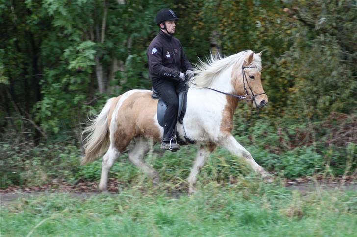 Islænder Hetta fra Kongehøj - Trav 24/9-09. Rytter: Magnus - Efter 2 ugers træning billede 4