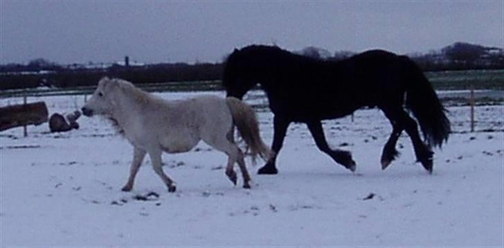 Anden særlig race "Charlie"  - Charlie og Troy :) billede 3