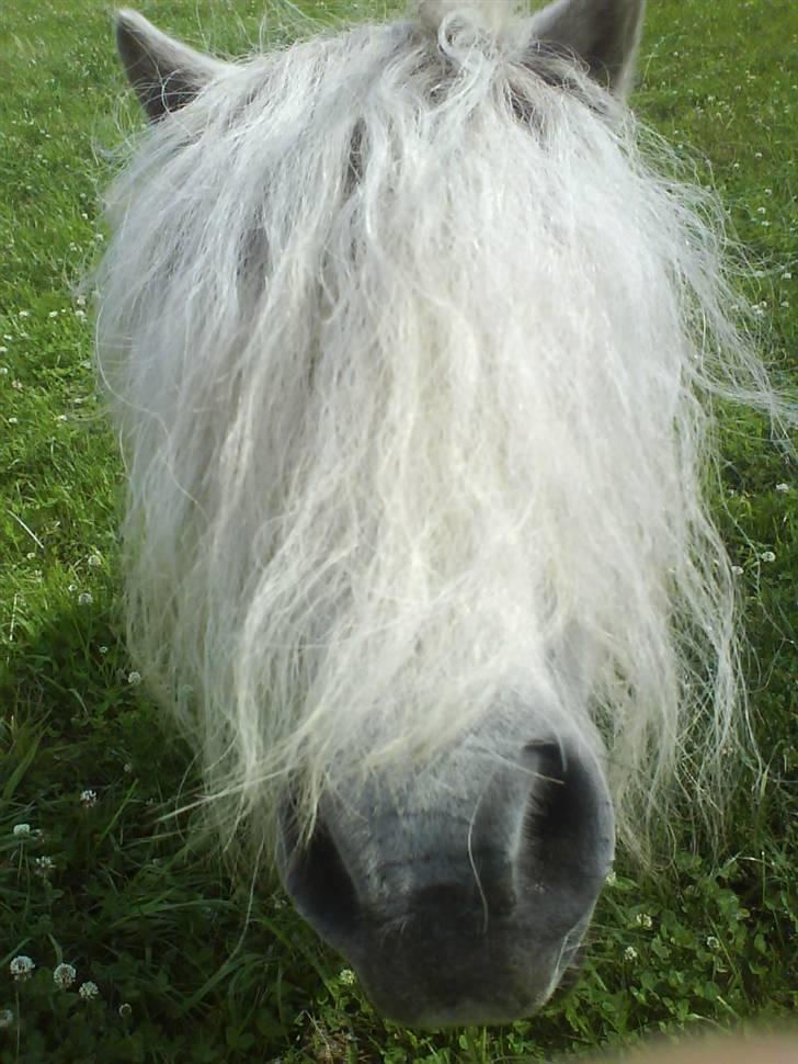 Anden særlig race "Charlie"  billede 5