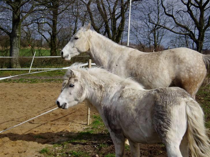 Anden særlig race "Charlie"  - Charlie & Viktor står og kigger på ridebanen;B meget interesseant! billede 7