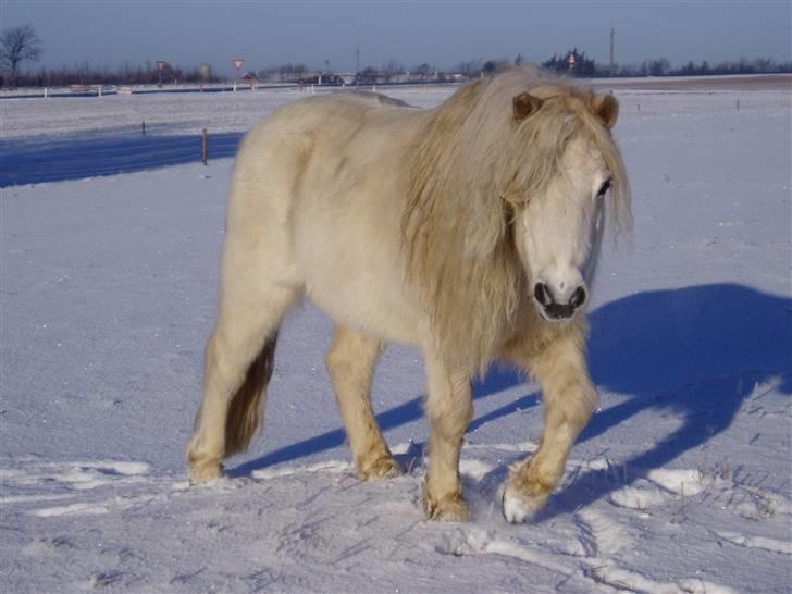 Anden særlig race "Charlie"  billede 9