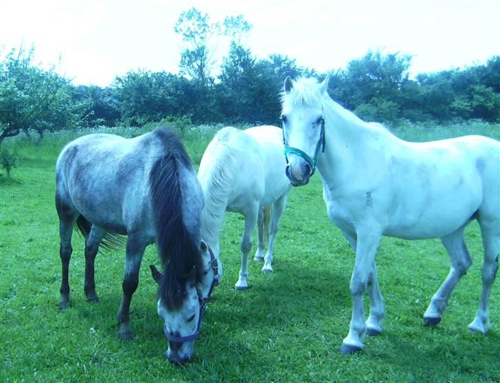 Connemara Nitouche  - Alle mine dejlige hestebasser. Savner jer :) <3333 billede 11