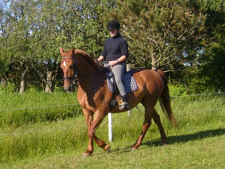 Anden særlig race Jardih. solgt 2009 - charlotte og jardih billede 10