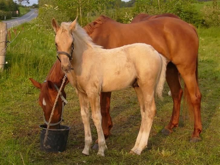 Anden særlig race Jardih. solgt 2009 - Jadih med hendes føl Golden Sand billede 12