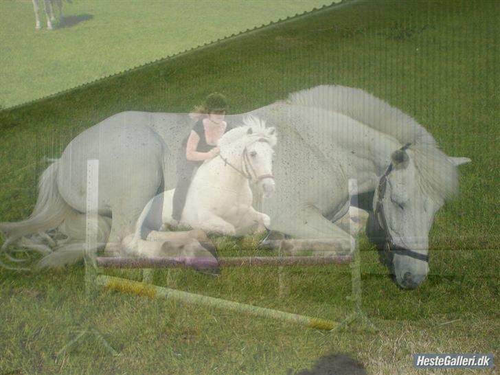 Connemara Lucky strike - . lidt hyggespring og Lucky der sover   d; billede 3