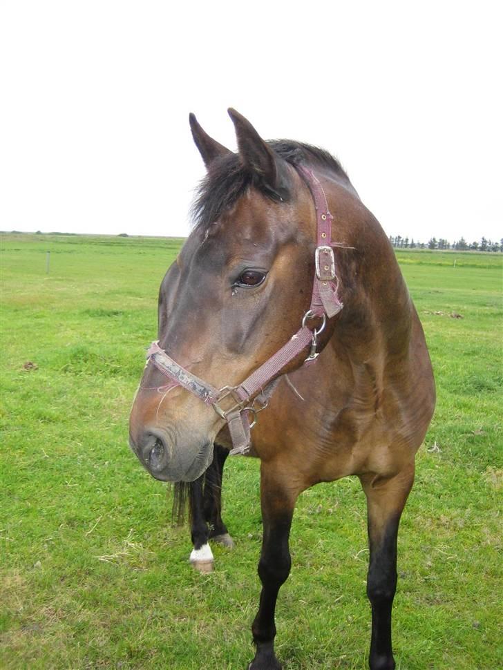 Anden særlig race Minuet - **Velkommen til min profil. jeg hedder minuet** billede 1