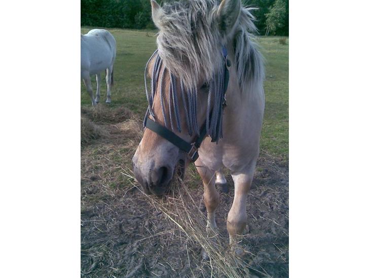 {{currentPhoto.altText}} billede {{currentPhoto.number}}