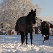 Hollandsk Varmblod Versace Ospa