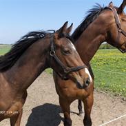 Dansk Varmblod Karedo