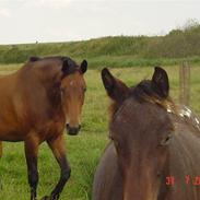 Dansk Varmblod Wiese