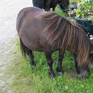 Anden særlig race Mikkel<3