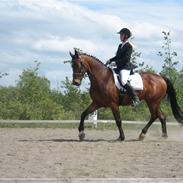 Dansk Varmblod Wiese