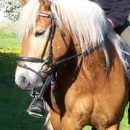 Haflinger Gerda 