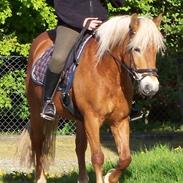 Haflinger Gerda 