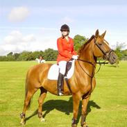 Dansk Varmblod Golden Game