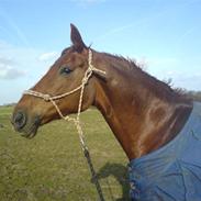 Dansk Varmblod Golden Game