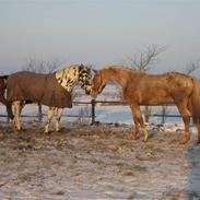 Knabstrupper Boysens Frig (Solgt)