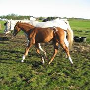 Knabstrupper Boysens Frig (Solgt)