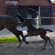 Dansk Varmblod Esprit