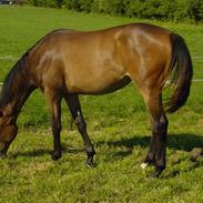 Dansk Varmblod Esprit